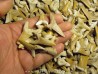 lot de dents de requins a trier