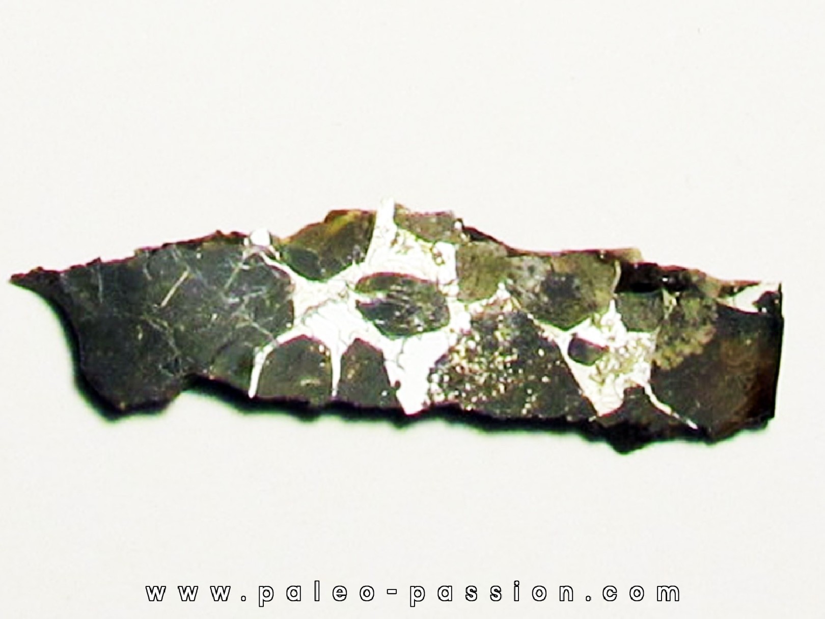 METEORITE pallasite seymcham (4) METEORITE pallasite seymcham (4)