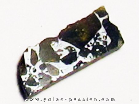 METEORITE pallasite seymcham (6)