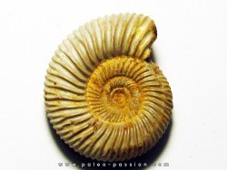 KRANAOSPHINCTES (PACHYPLANULITES) RABEI (3)