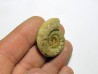INYOITES sp. INYOITES sp.