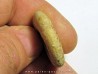 INYOITES sp. INYOITES sp.