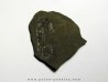 MACROSCAPHITES STRIATISULCATUS MACROSCAPHITES STRIATISULCATUS