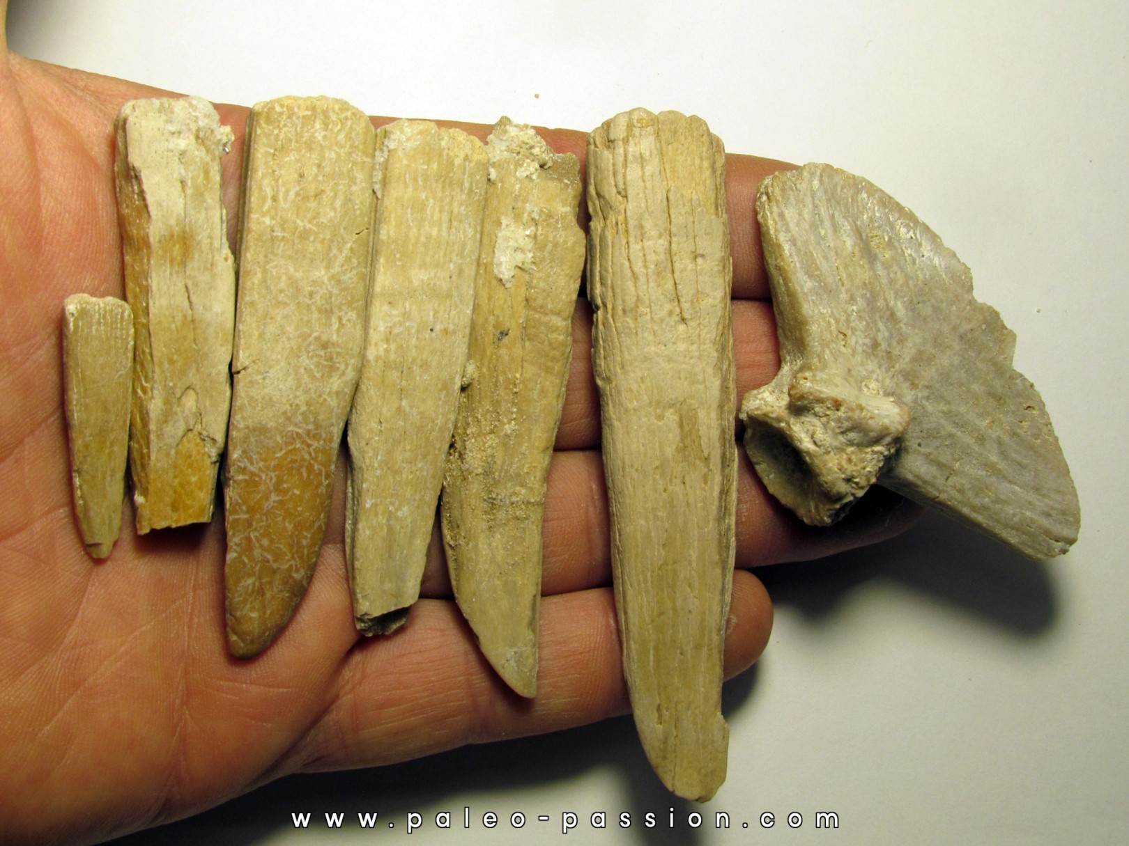 dent rostrale de PRISTIS dent rostrale de PRISTIS