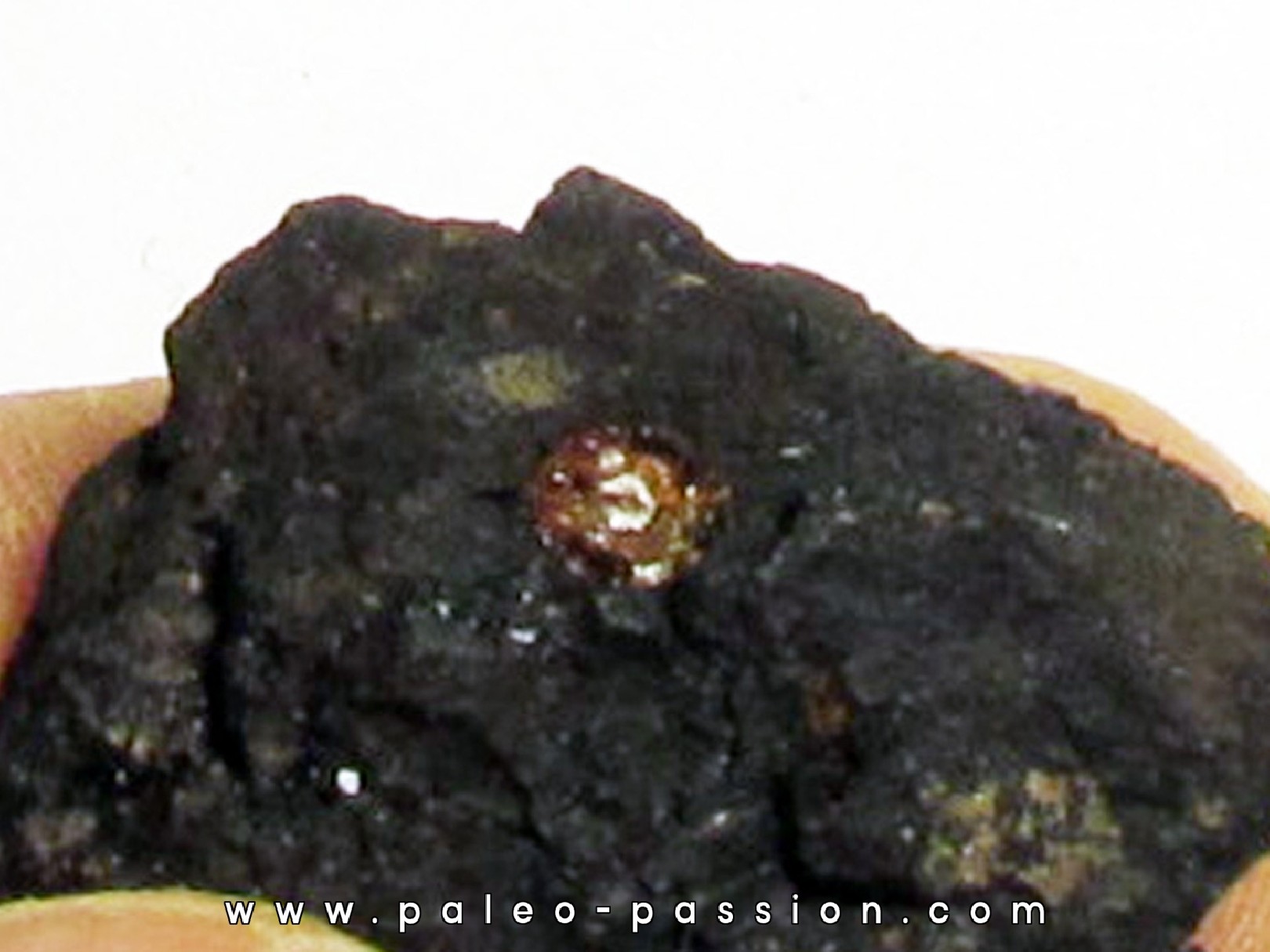 wood with amber inclusion (2) wood with amber inclusion (2)