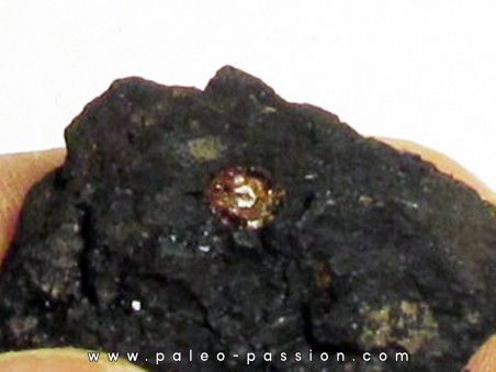 wood with amber inclusion (2)