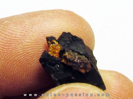 wood with amber inclusion (6)