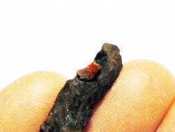 bois fossile avec inclusion d AMBRE (8)