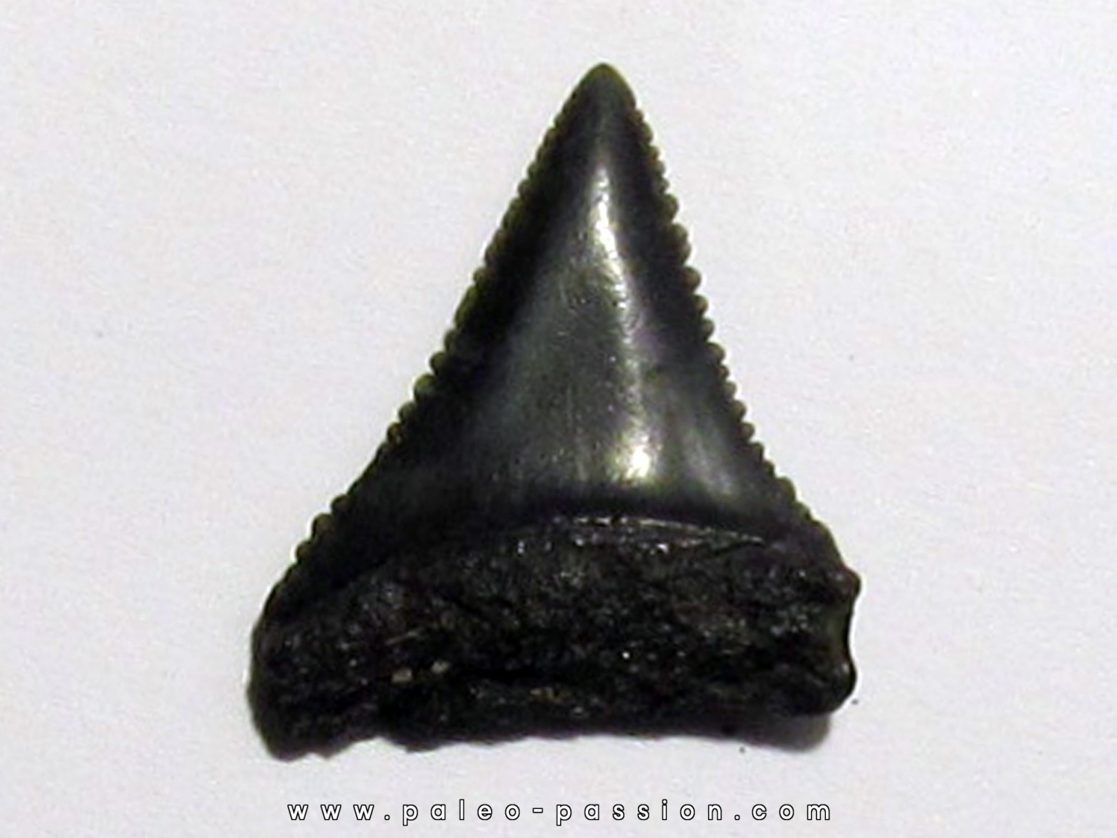 fossil shark tooth great white: Carcharodon carcharias (1) fossil shark tooth great white: Carcharodon carcharias (1)