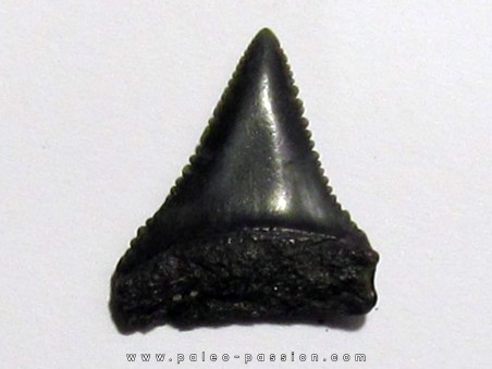 fossil shark tooth great white: Carcharodon carcharias (1)