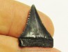 fossil shark tooth great white: Carcharodon carcharias (1) fossil shark tooth great white: Carcharodon carcharias (1)