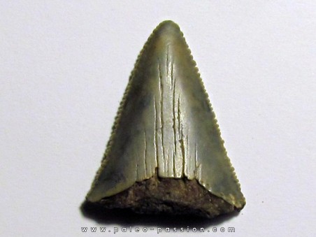 fossil shark tooth great white: Carcharodon carcharias (2)