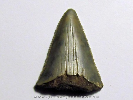 dent fossile du GRAND REQUIN BLANC: Carcharodon carcharias (2)