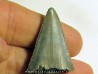 fossil shark tooth great white: Carcharodon carcharias (2)