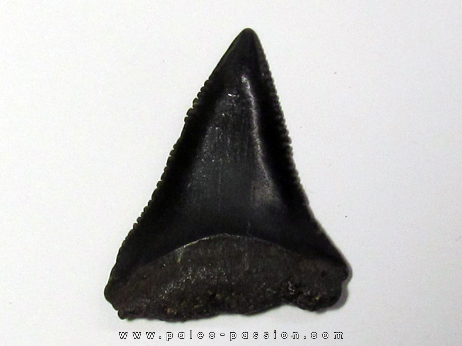 fossil shark tooth great white: Carcharodon carcharias (3) fossil shark tooth great white: Carcharodon carcharias (3)