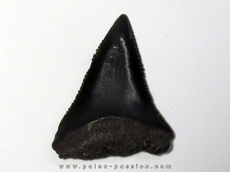 fossil shark tooth great white: Carcharodon carcharias (3)