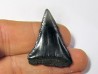 fossil shark tooth great white: Carcharodon carcharias (3) fossil shark tooth great white: Carcharodon carcharias (3)