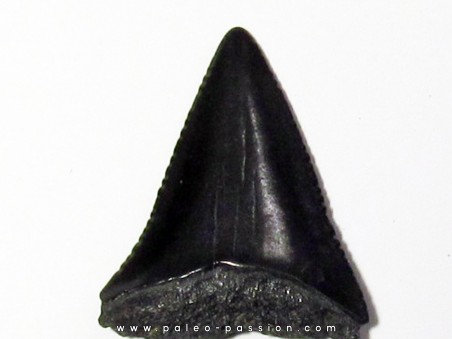fossil shark tooth great white: Carcharodon carcharias (4)