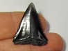 fossil shark tooth great white: Carcharodon carcharias (4)