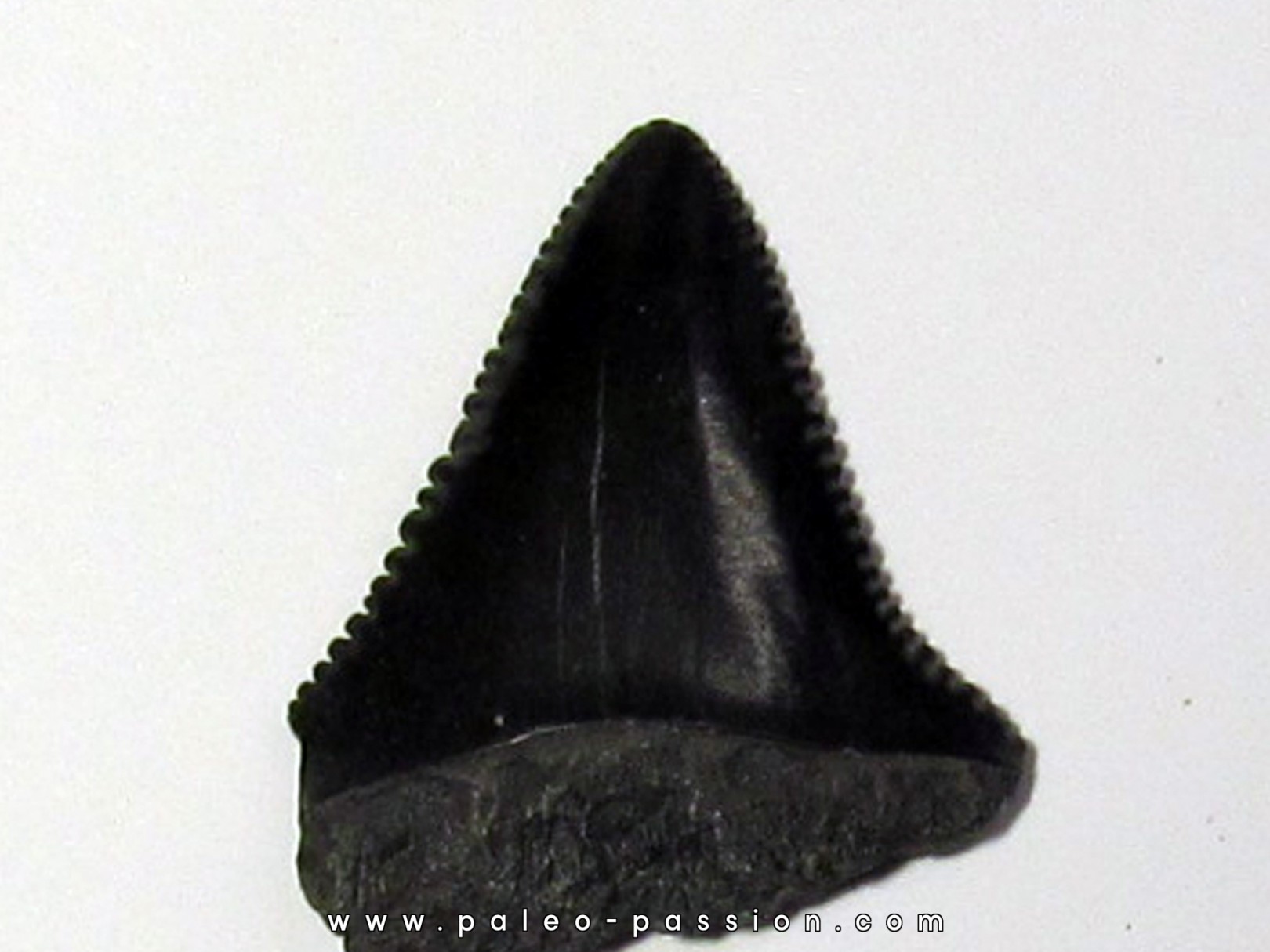 fossil shark tooth great white: Carcharodon carcharias (6) fossil shark tooth great white: Carcharodon carcharias (6)