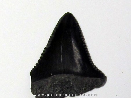 fossil shark tooth great white: Carcharodon carcharias (6)