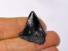 fossil shark tooth great white: Carcharodon carcharias (6) fossil shark tooth great white: Carcharodon carcharias (6)
