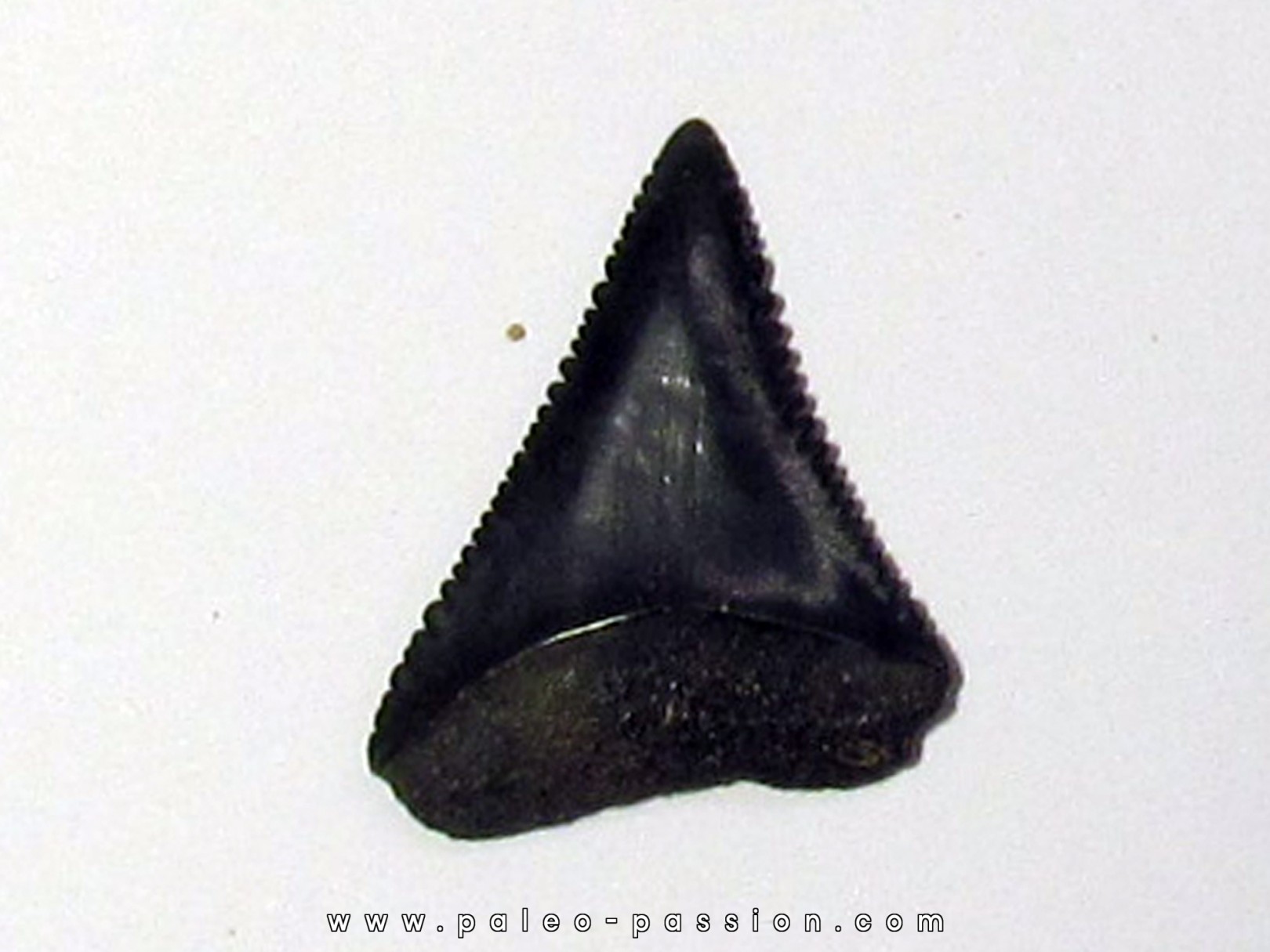 fossil shark tooth great white: Carcharodon carcharias (7)