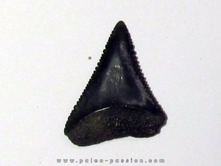 fossil shark tooth great white: Carcharodon carcharias (7)