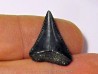 fossil shark tooth great white: Carcharodon carcharias (7) fossil shark tooth great white: Carcharodon carcharias (7)