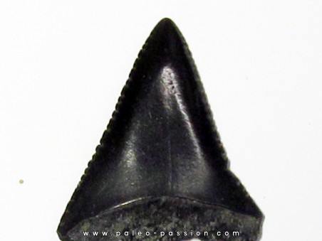 fossil shark tooth great white: Carcharodon carcharias (8)