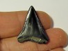 fossil shark tooth great white: Carcharodon carcharias (8) fossil shark tooth great white: Carcharodon carcharias (8)