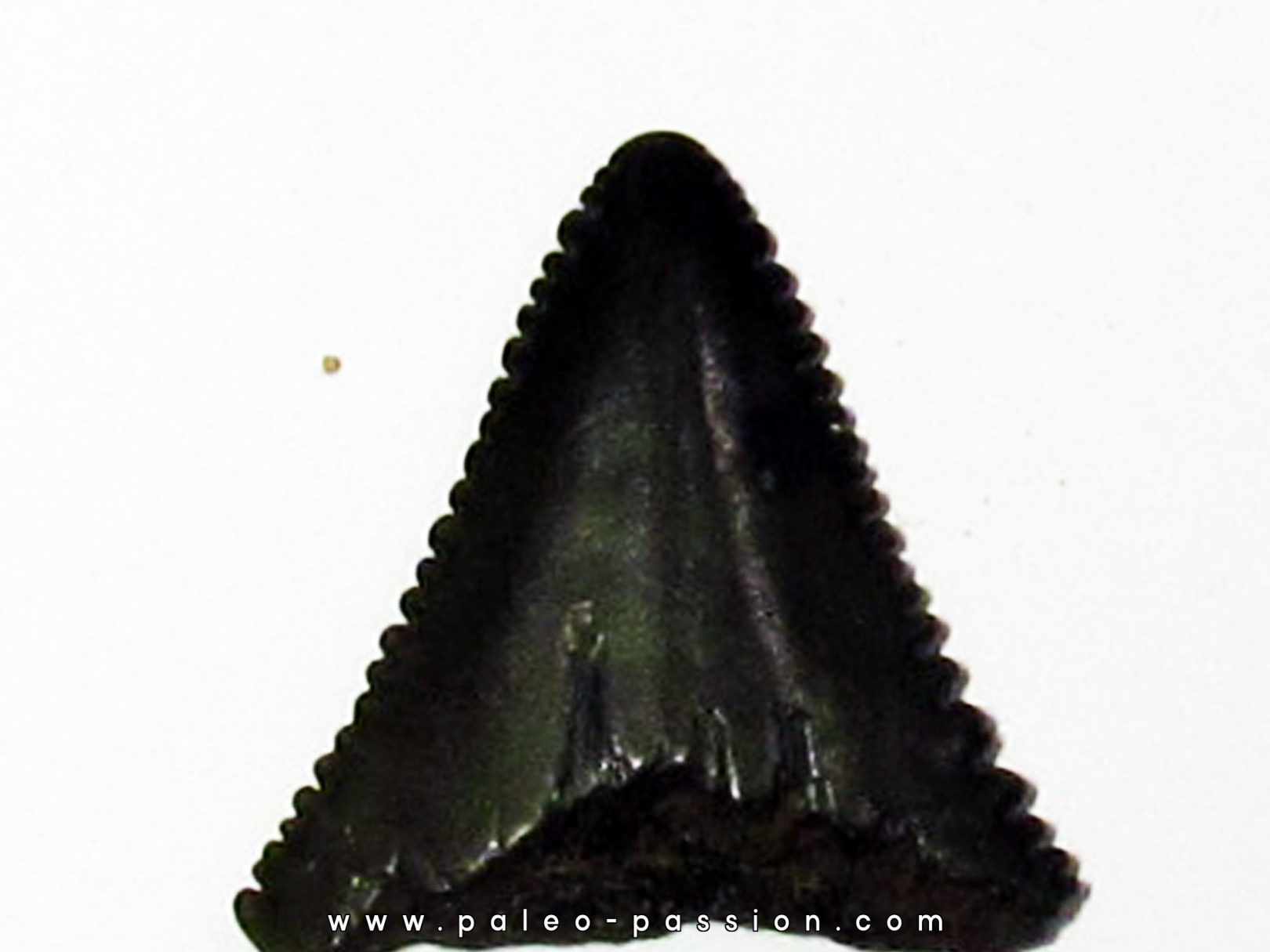 fossil shark tooth great white: Carcharodon carcharias (9) fossil shark tooth great white: Carcharodon carcharias (9)
