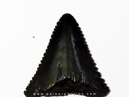 fossil shark tooth great white: Carcharodon carcharias (9)