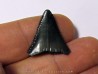 fossil shark tooth great white: Carcharodon carcharias (9) fossil shark tooth great white: Carcharodon carcharias (9)