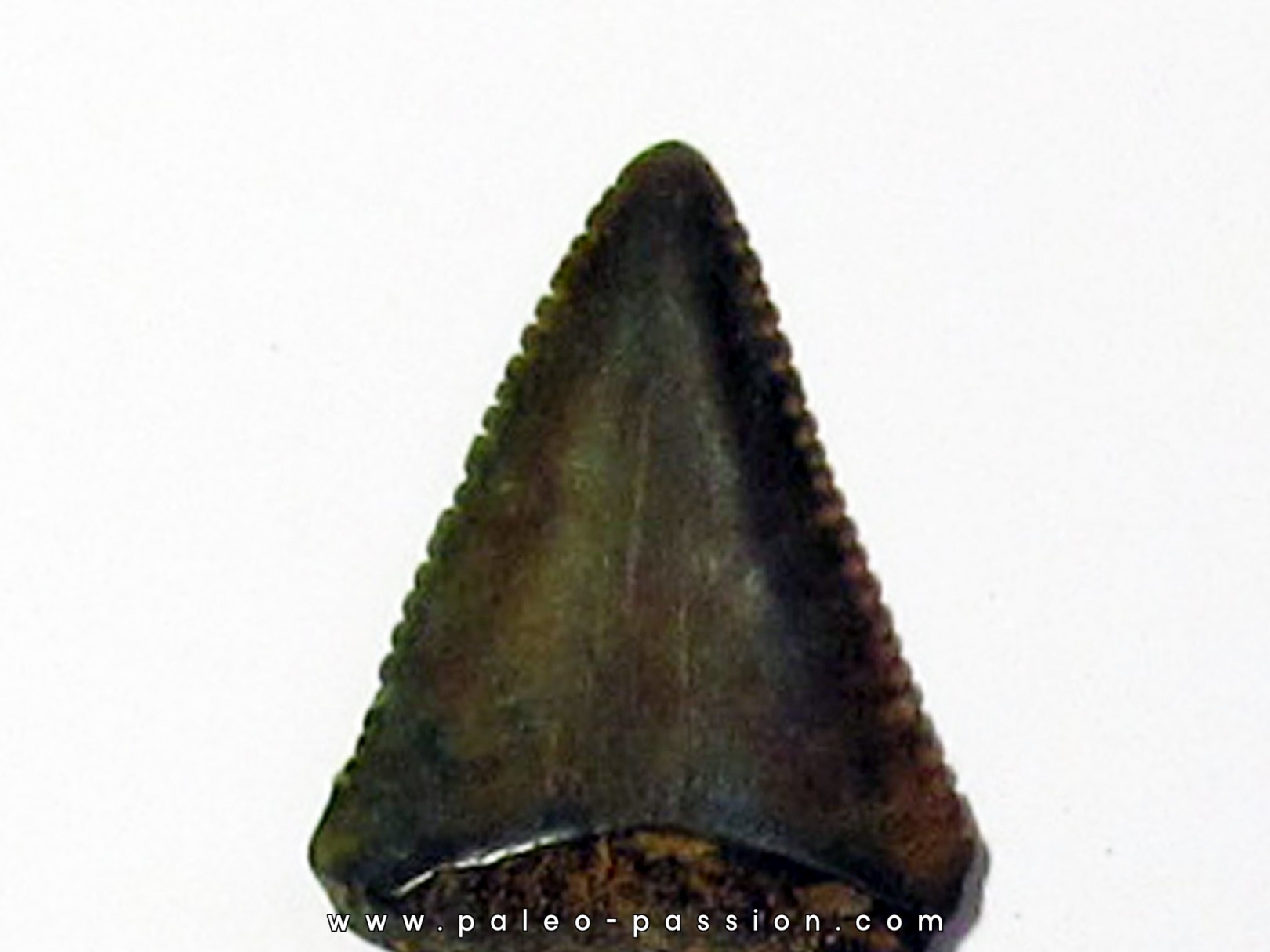 dent fossile du GRAND REQUIN BLANC: Carcharodon carcharias (10) dent fossile du GRAND REQUIN BLANC: Carcharodon carcharias (10)
