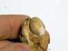PROSPHINGITES AUSTINI (1) PROSPHINGITES AUSTINI (1)