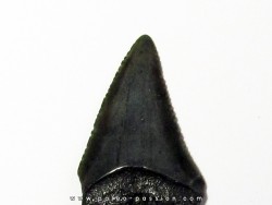 dent fossile du GRAND REQUIN BLANC: Carcharodon carcharias (11)