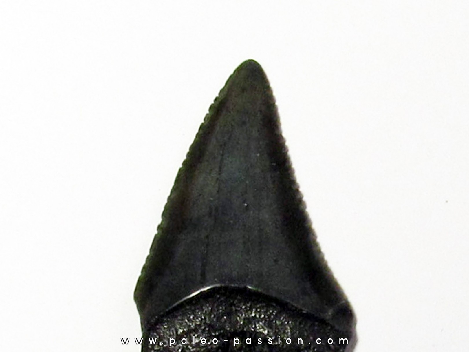 fossil shark tooth great white: Carcharodon carcharias (11)