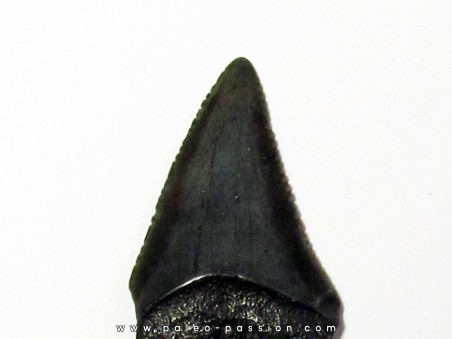 fossil shark tooth great white: Carcharodon carcharias (11)