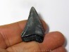 fossil shark tooth great white: Carcharodon carcharias (11)