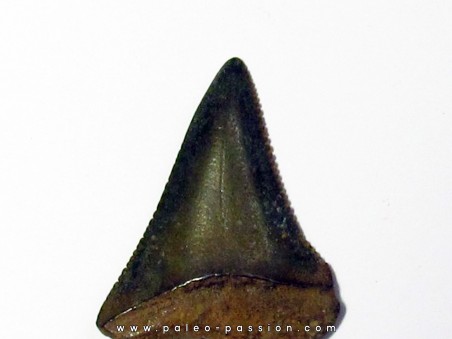 fossil shark tooth great white: Carcharodon carcharias (12)