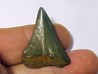 fossil shark tooth great white: Carcharodon carcharias (12) fossil shark tooth great white: Carcharodon carcharias (12)
