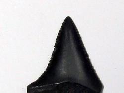 dent fossile du GRAND REQUIN BLANC: Carcharodon carcharias (13)