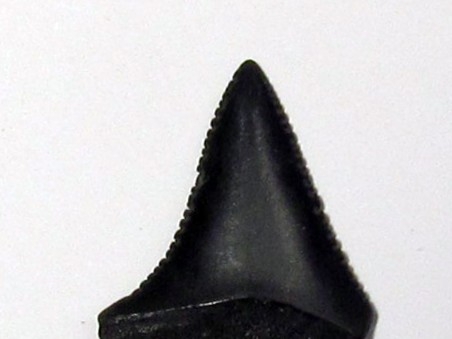 fossil shark tooth great white: Carcharodon carcharias (13)
