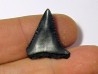 fossil shark tooth great white: Carcharodon carcharias (13)