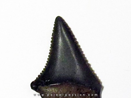 fossil shark tooth great white: Carcharodon carcharias (14)
