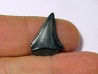 fossil shark tooth great white: Carcharodon carcharias (14)