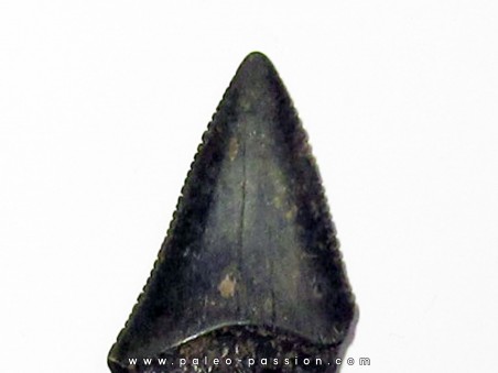 fossil shark tooth great white: Carcharodon carcharias (15)