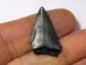 fossil shark tooth great white: Carcharodon carcharias (15)