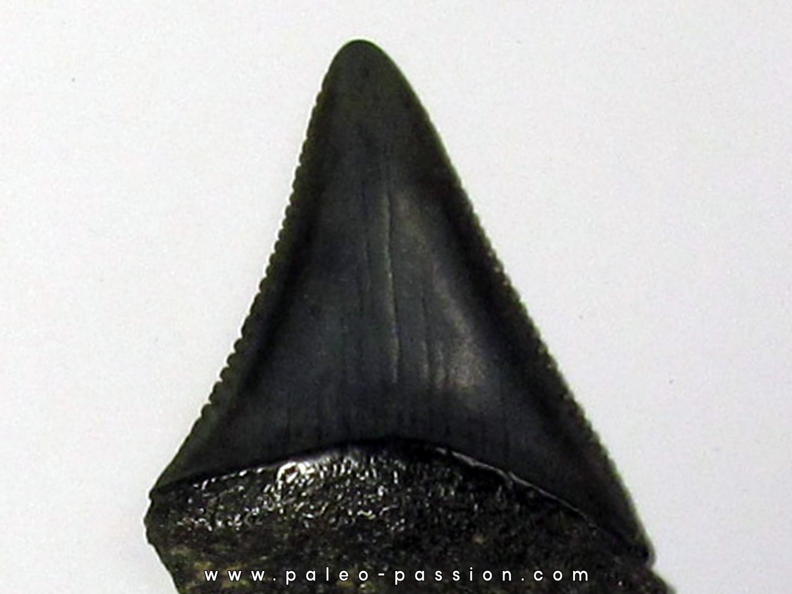 fossil shark tooth great white: Carcharodon carcharias (16) fossil shark tooth great white: Carcharodon carcharias (16)